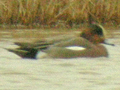 possible Eurasian Wigeon x American Wigeon hybrid